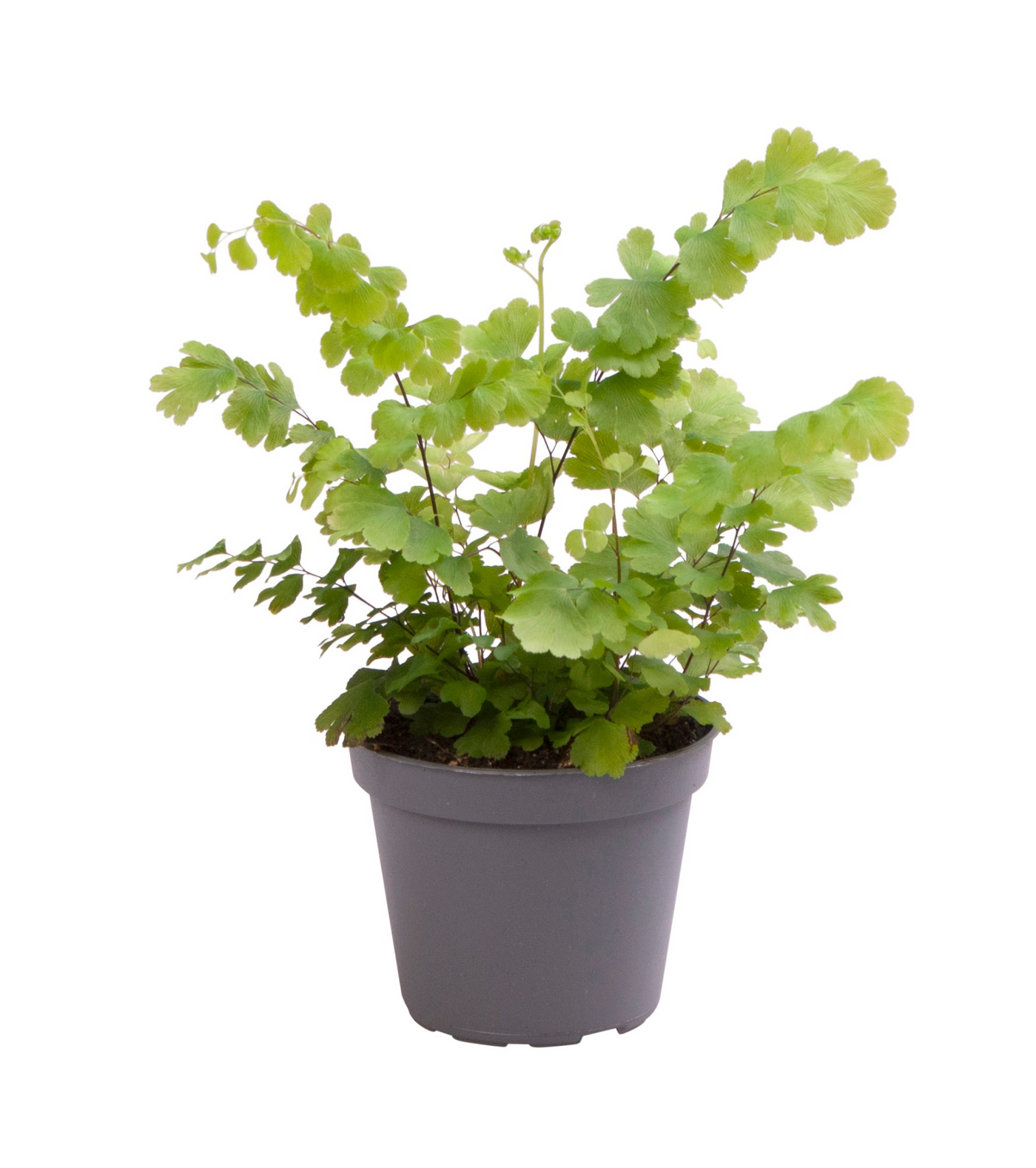 Planta naturala H15cm Adiantum raddianum 'Fritz-Luthi' PS6/ in pamant