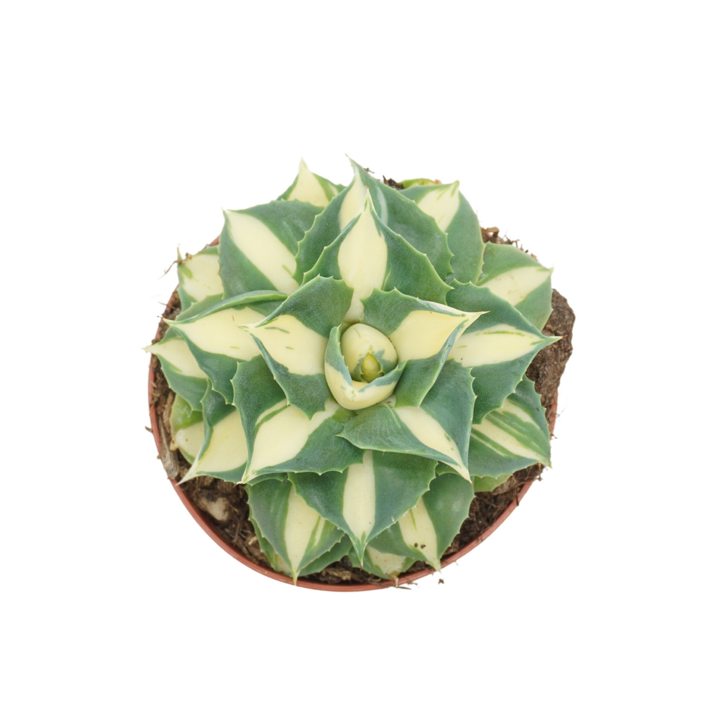 Planta naturala H15cm Agave potatorum gold PS8/ in pamant