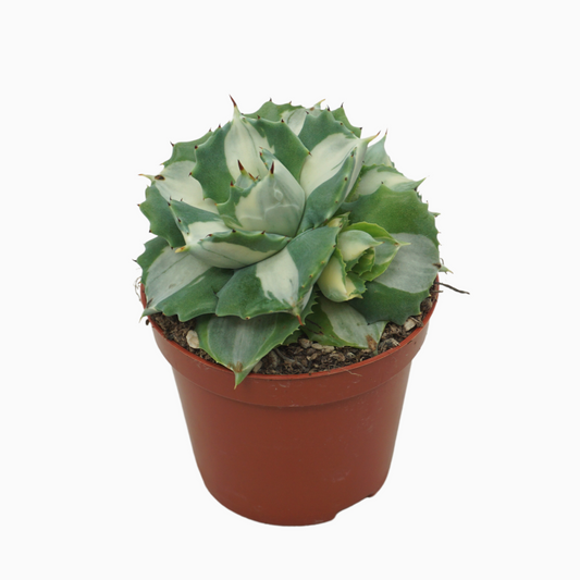 Planta naturala H15cm Agave potatorum Ouhi-Raijin variegata PS8/ in pamant