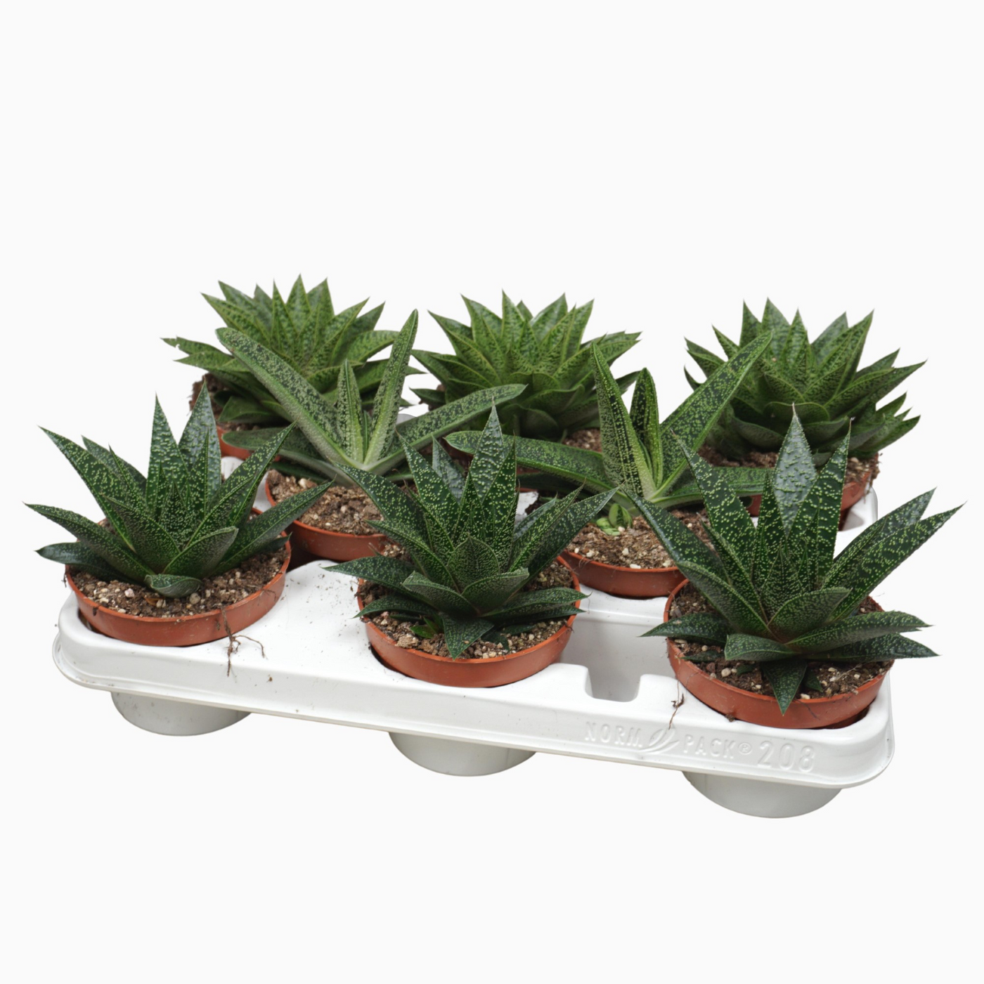 Planta naturala H15cm Aloë/Haworthia mix PS10/ in pamant