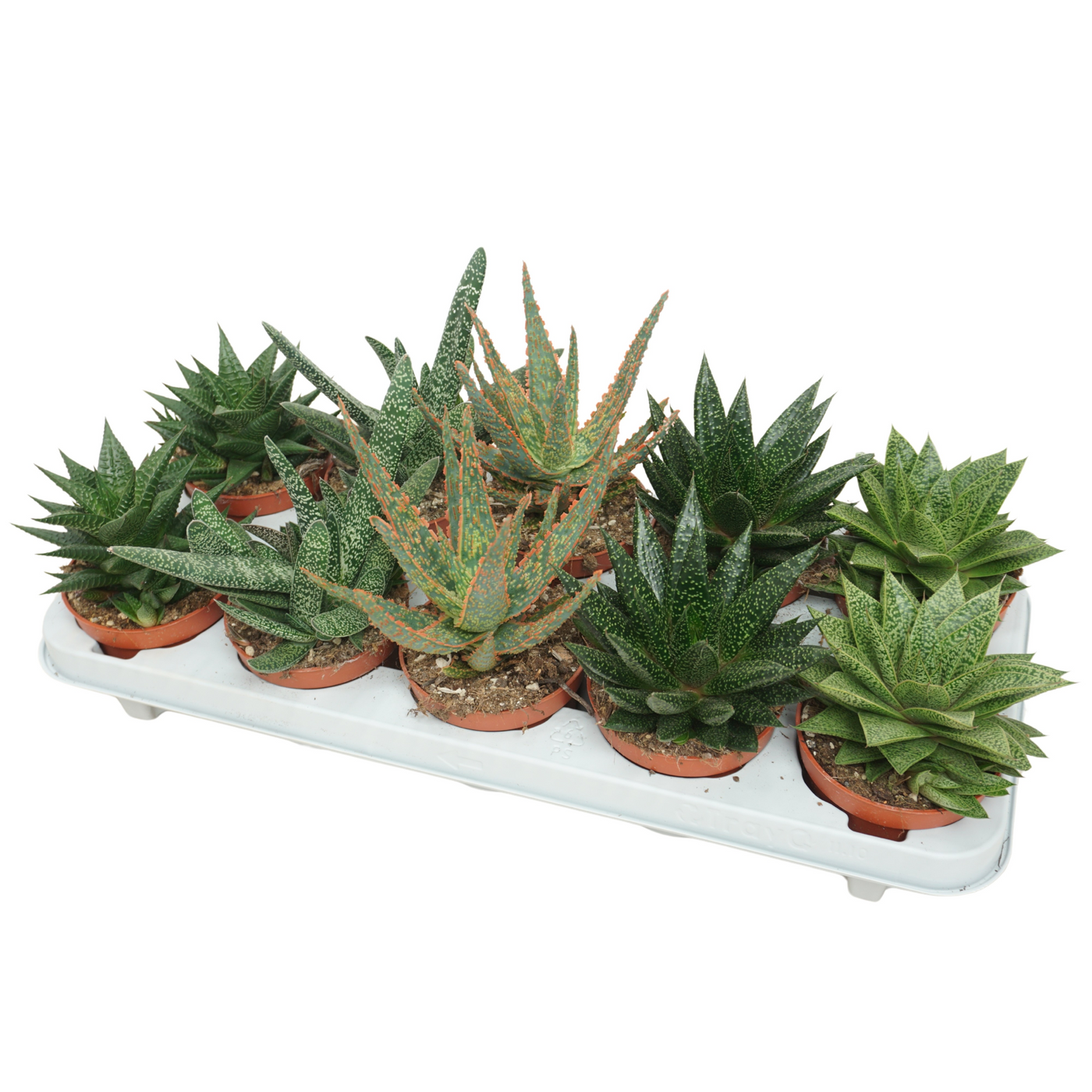 Planta naturala H15cm Aloë/Haworthia mix PS10/ in pamant