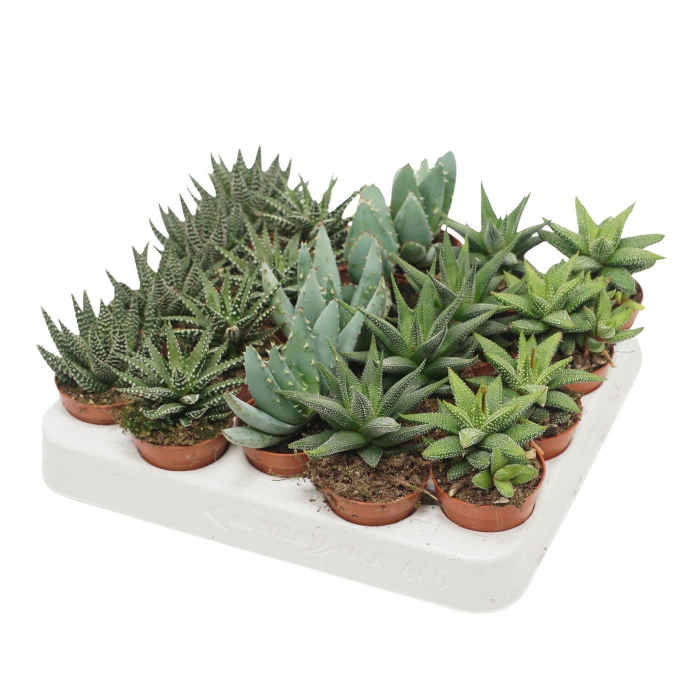 Planta naturala H15cm Aloë/Haworthia mix PS5/ in pamant