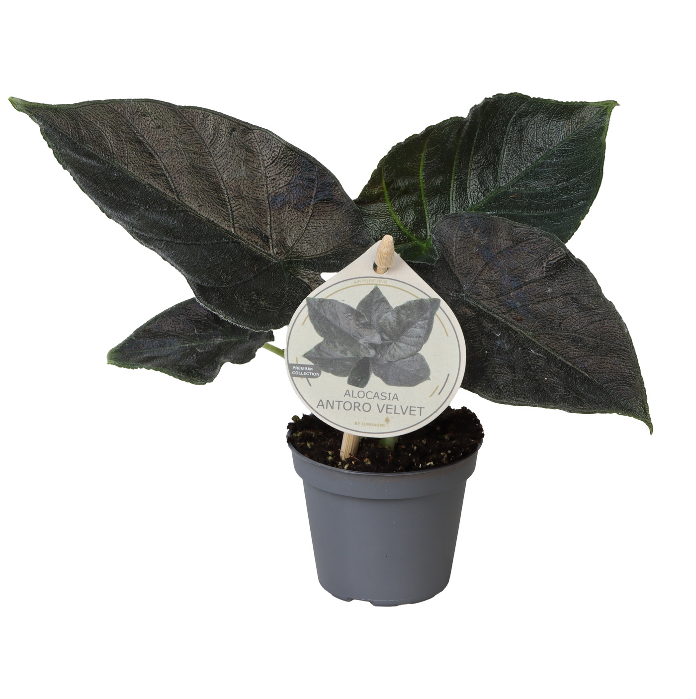 Planta naturala H15cm Alocasia 'Antoro Velvet' PS6/ in pamant