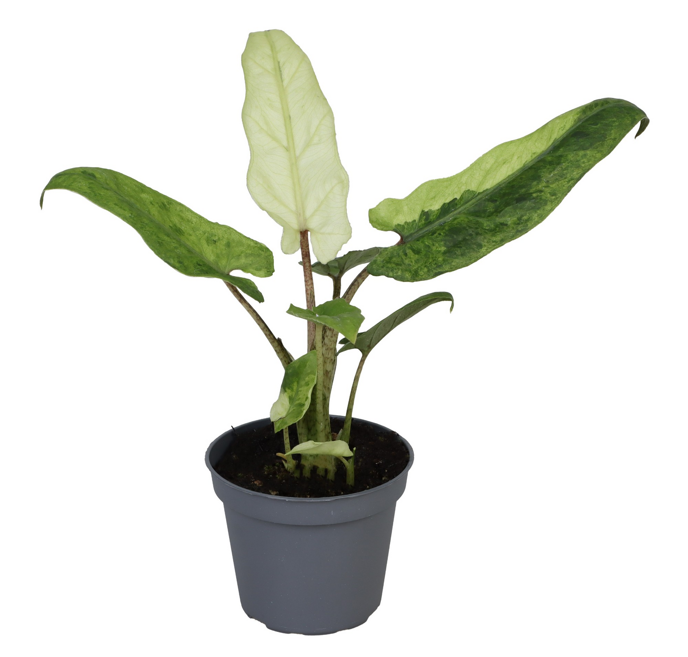 Planta naturala H15cm Alocasia Lauterbachiana Variegata PS6/ in pamant