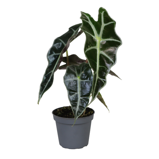 Planta naturala H15cm Alocasia 'Polly' PS6/ in pamant