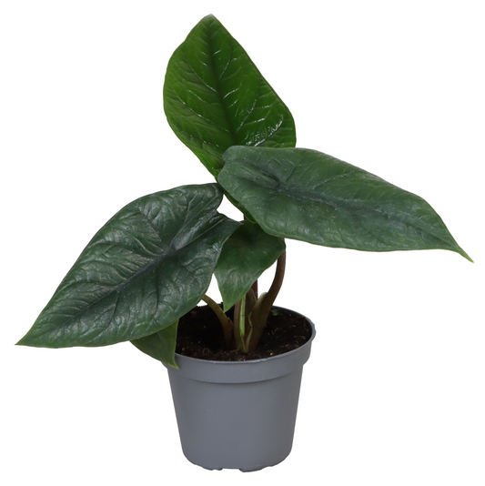 Planta naturala H15cm Alocasia Scalprum PS6/ in pamant
