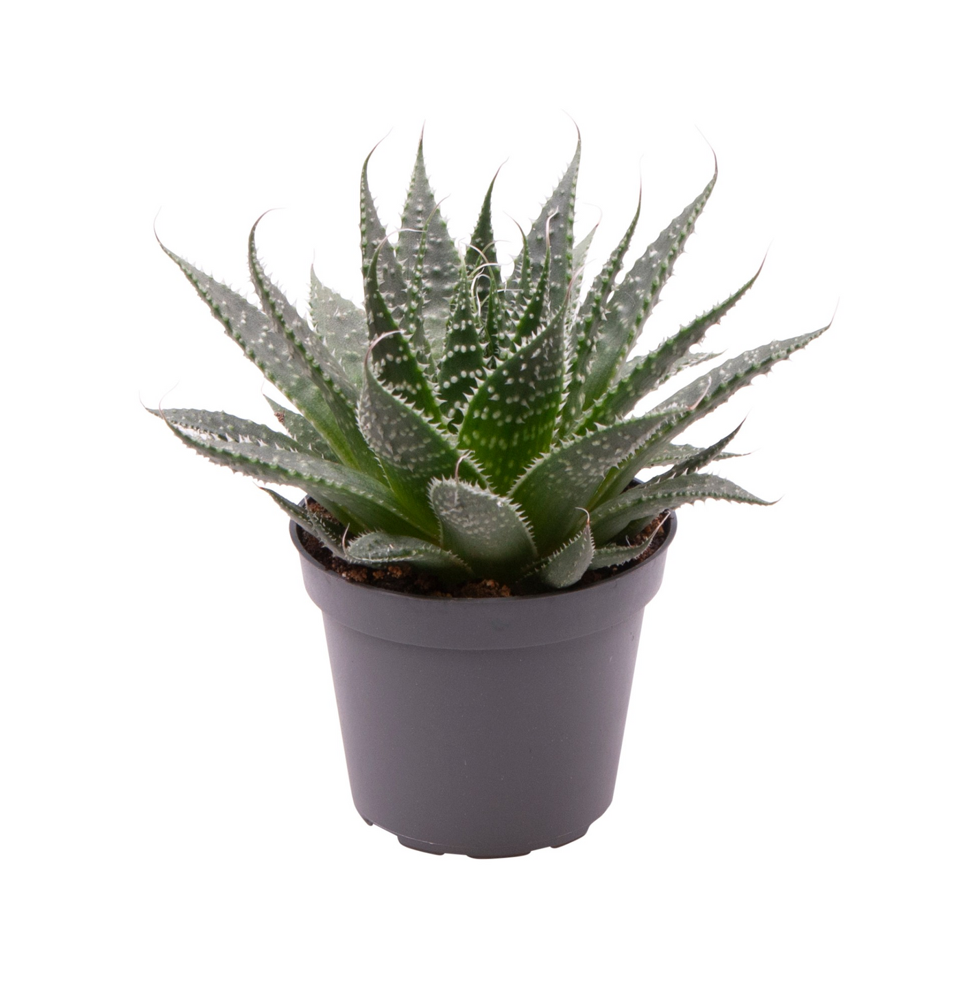 Planta naturala H15cm Aloe Aristata PS6/ in pamant