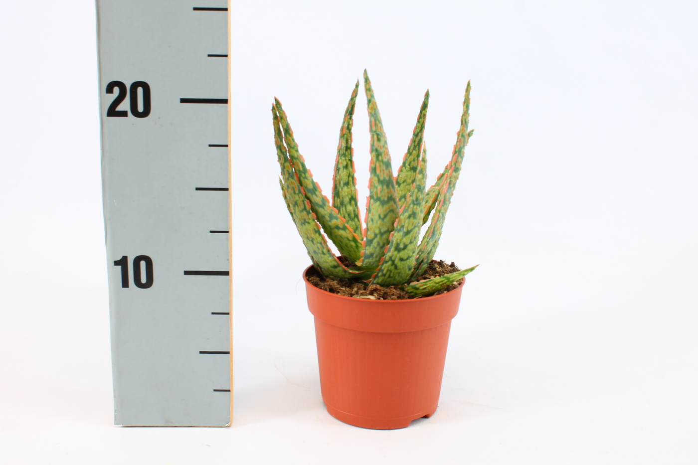 Planta naturala H15cm Aloe Hybride PS10/ in pamant