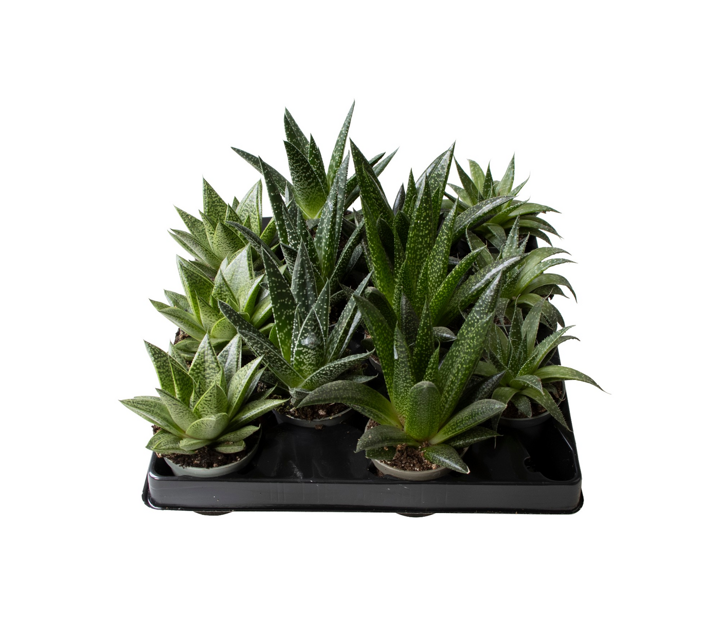Planta naturala H15cm Aloe mix PS6/ in pamant