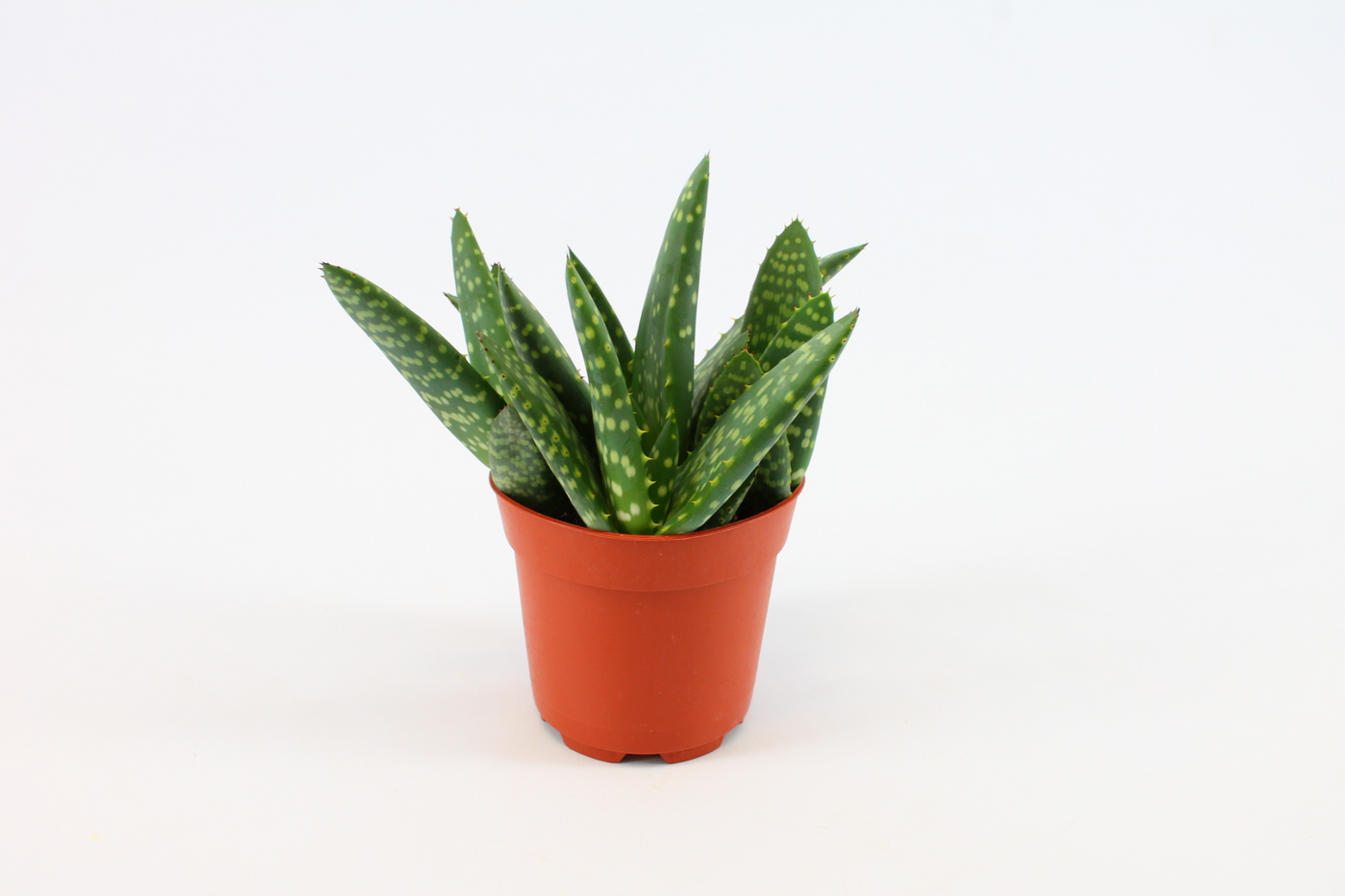 Planta naturala H15cm Aloe Paradisicum PS10/ in pamant