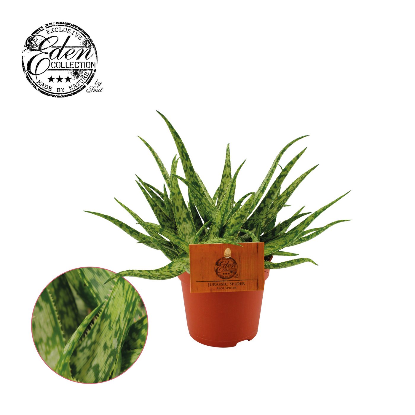 Planta naturala H15cm Aloe Spider PS10/ in pamant