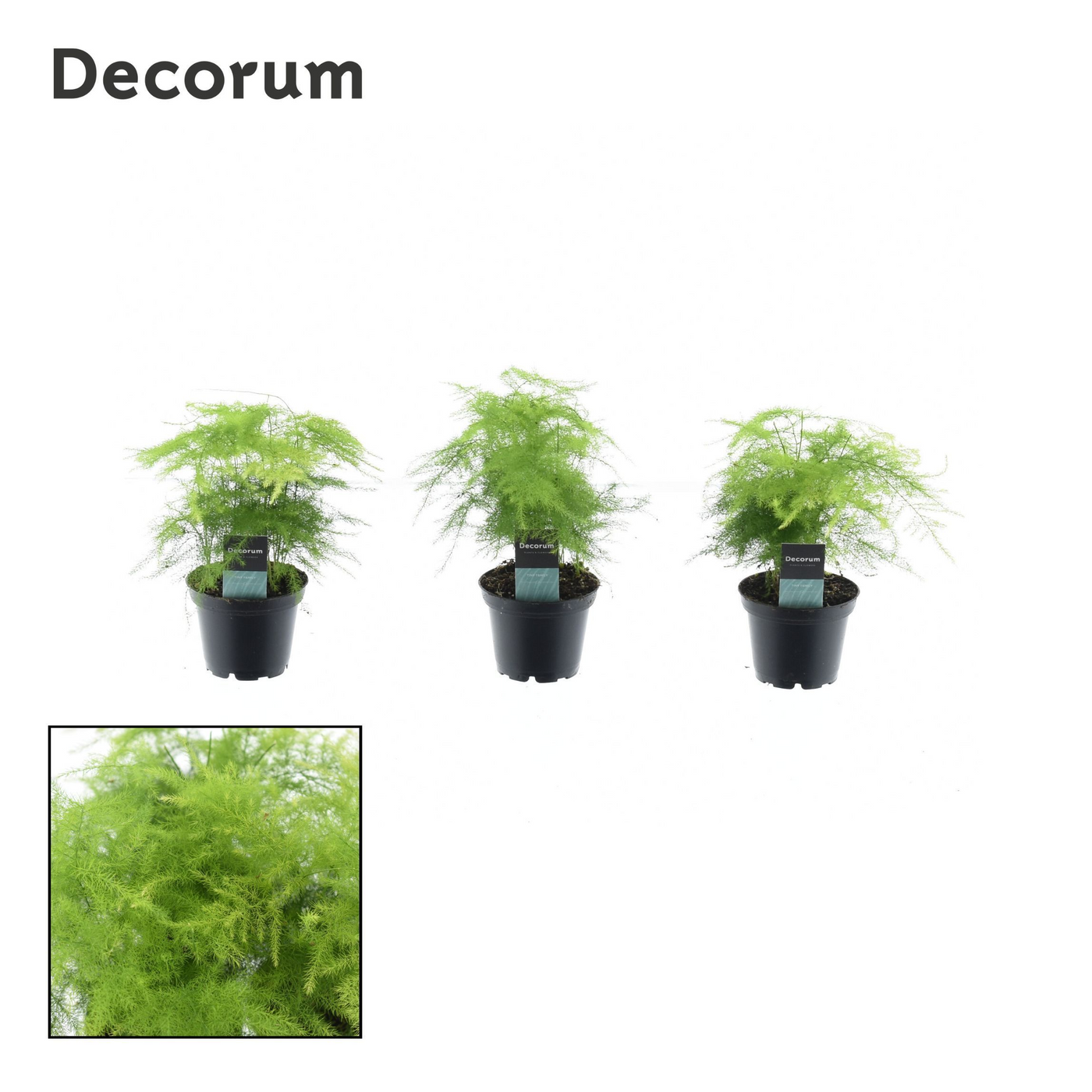 Planta naturala H15cm Asparagus setaceus PS7/ in pamant