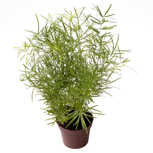 Planta naturala H15cm Asparagus Sprengeri PS6/ in pamant