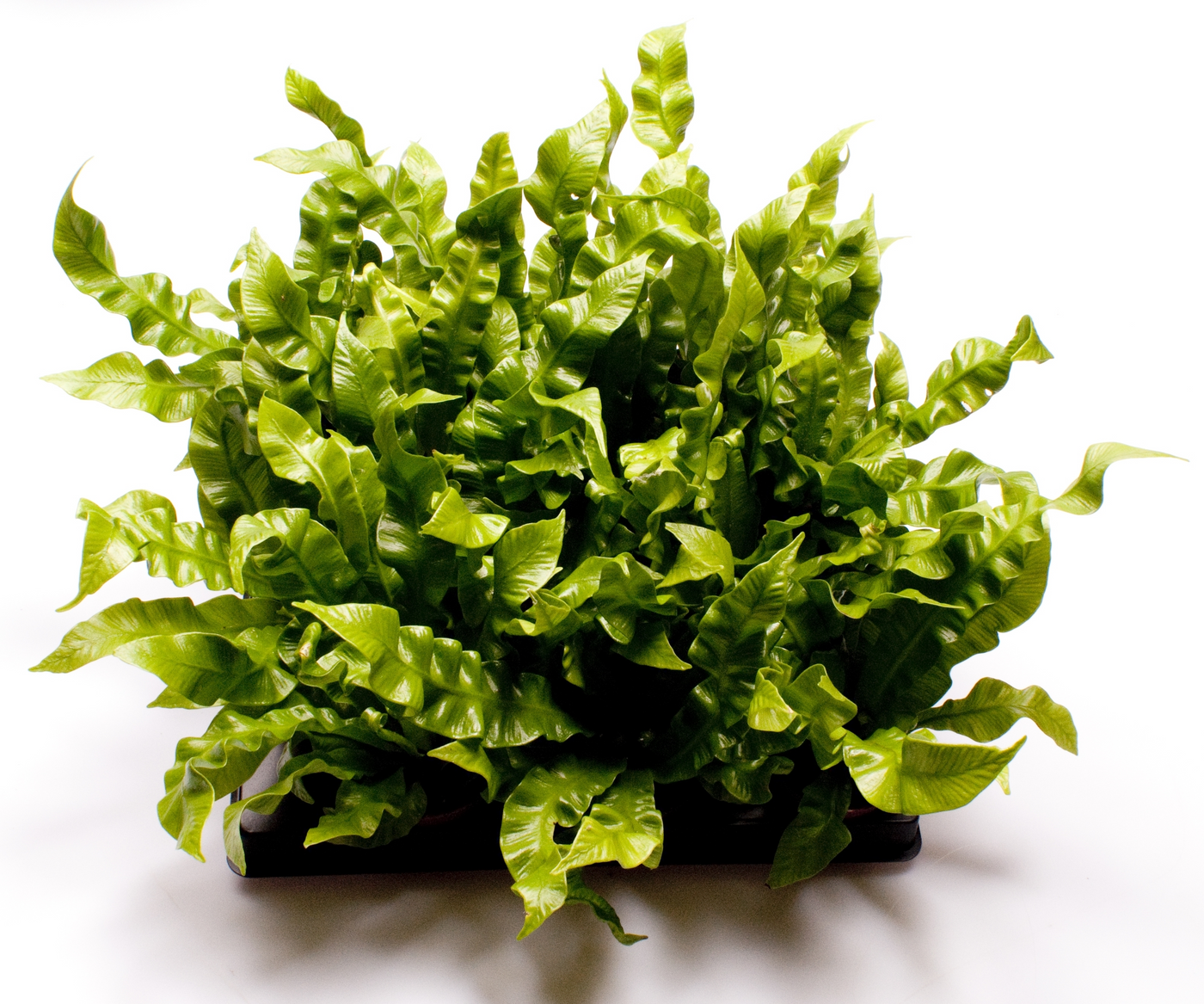 Planta naturala H15cm Asplenium Crispy Wave PS6/ in pamant