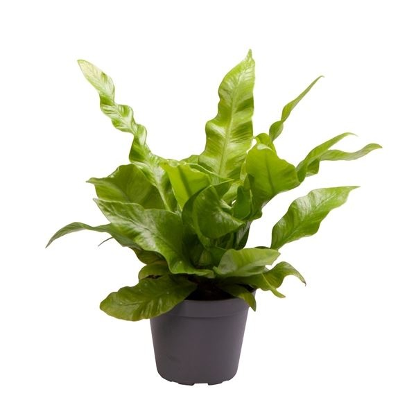 Planta naturala H15cm Asplenium nidus 'Crispy Wave' PS6/ in pamant