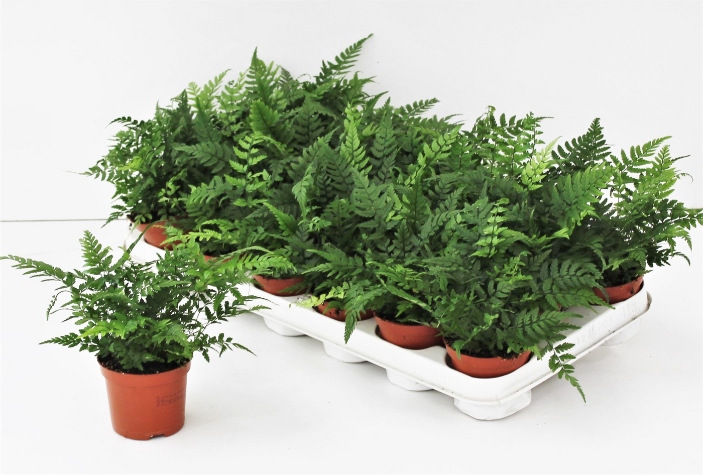 Planta naturala H15cm Athyrium spicatum PS8/ in pamant