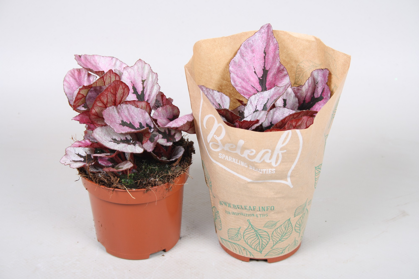 Planta naturala H15cm Begonia Beleaf Indian Summer PS9/ in pamant