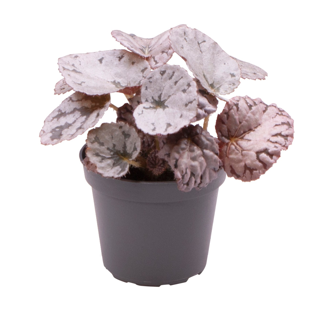 Planta naturala H15cm Begonia Rex Chayo PS6/ in pamant