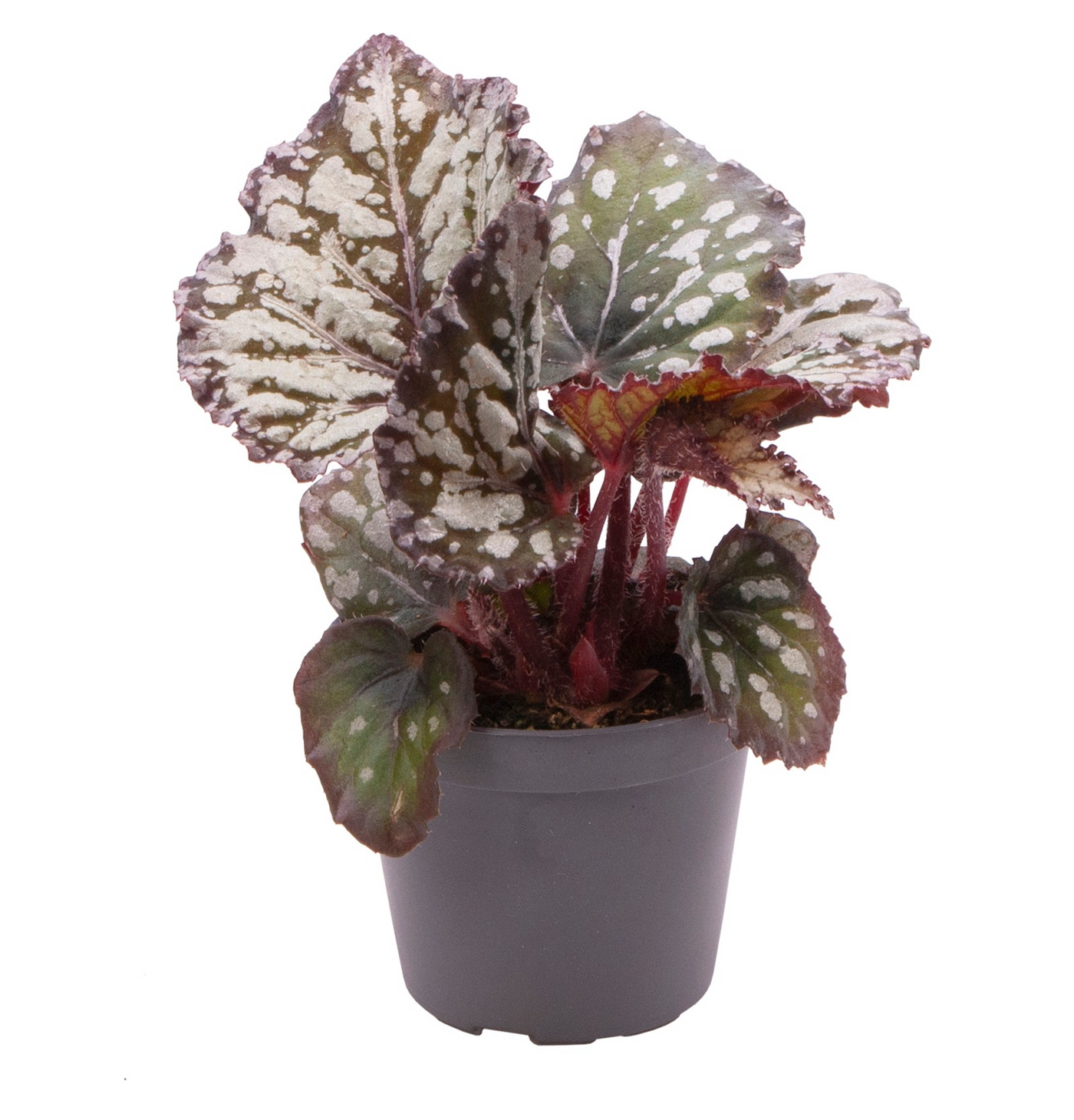 Planta naturala H15cm Begonia Rex Dew Drop PS6/ in pamant