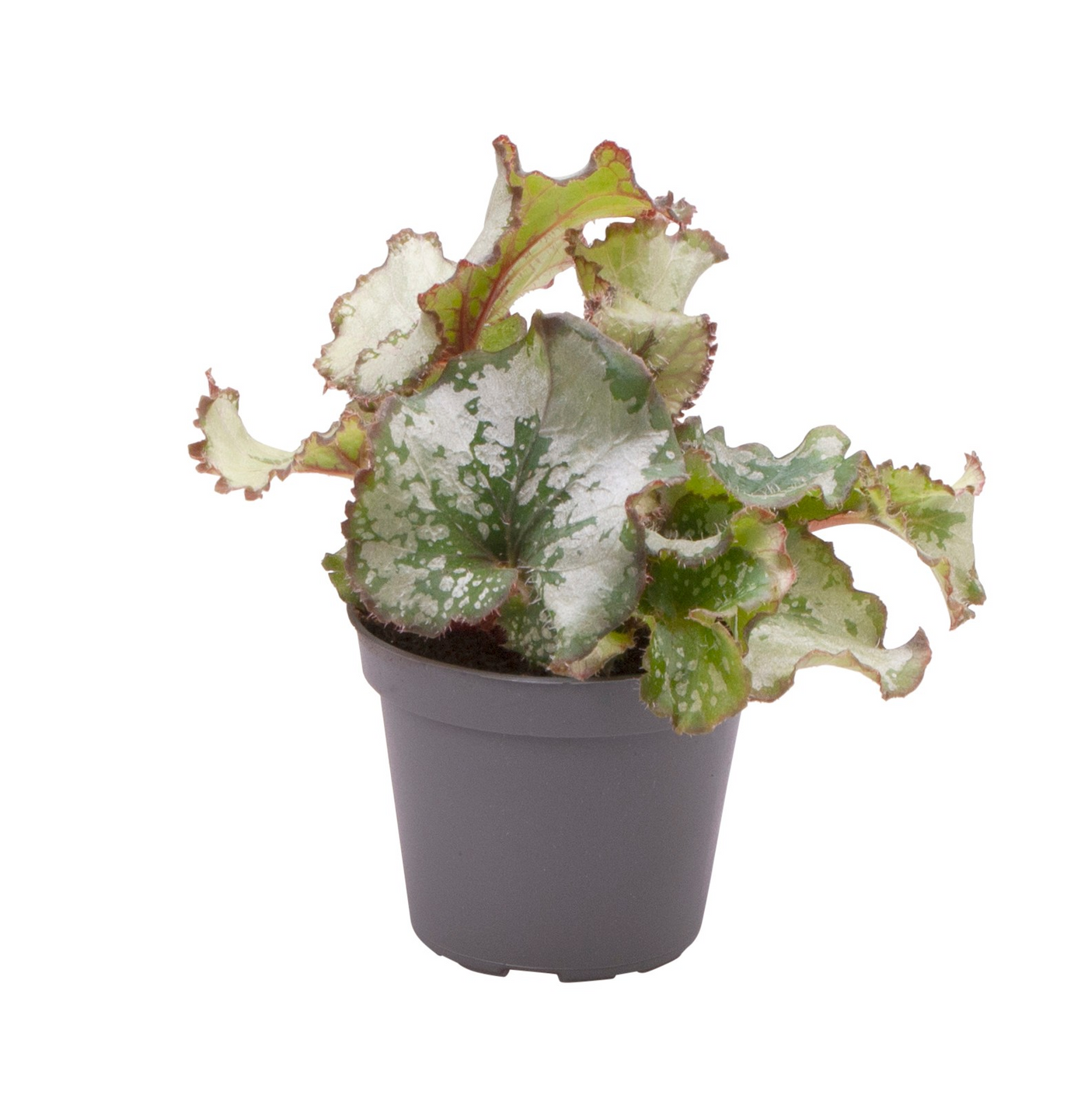 Planta naturala H15cm Begonia Rex Escargot PS6/ in pamant