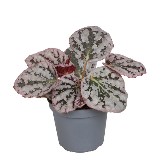 Planta naturala H15cm Begonia Rex 'Spirit of Bali' PS10/ si PS12 in pamant
