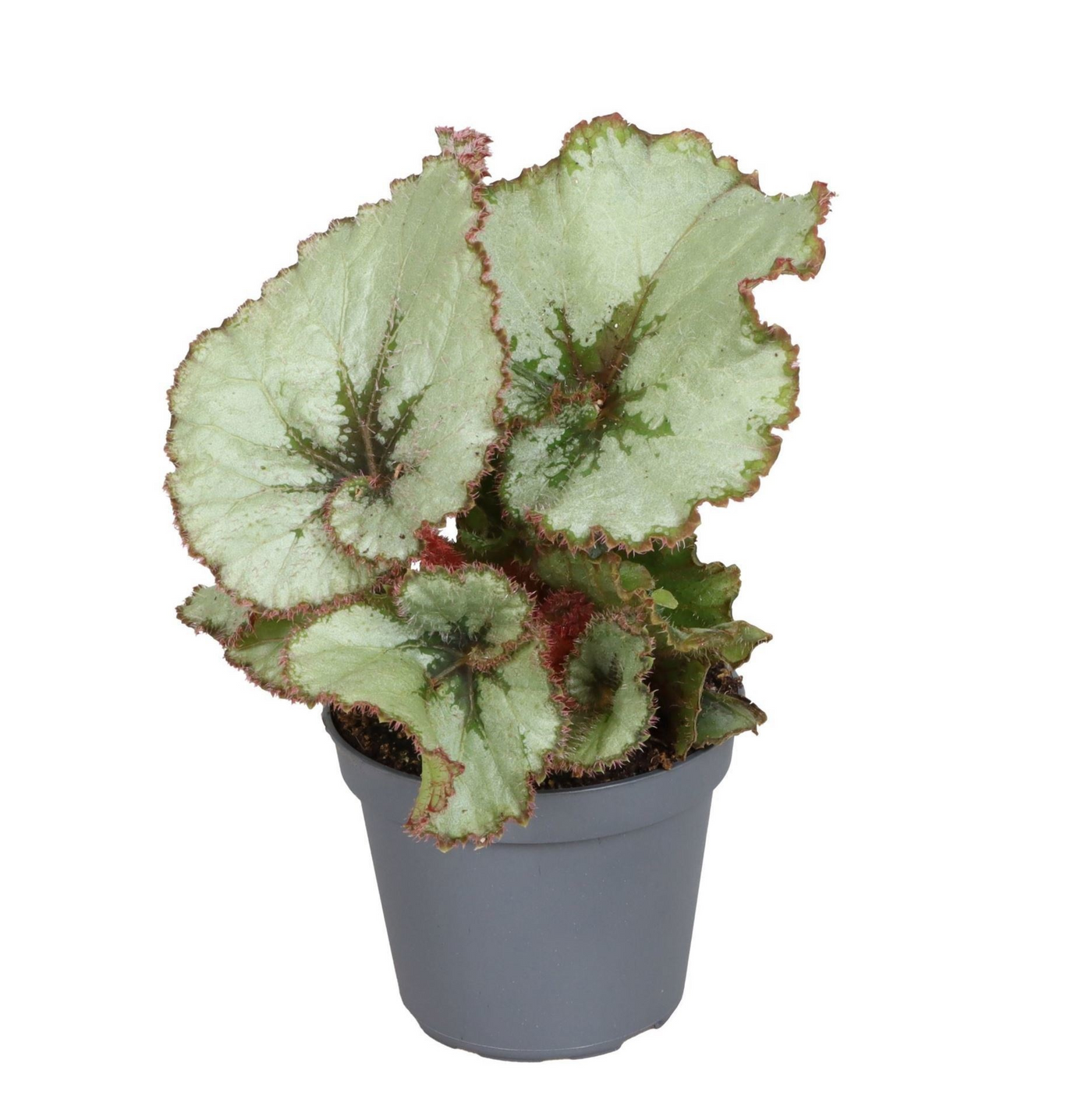Planta naturala H15cm Begonia Rex 'Spirit of Java' PS6/ in pamant