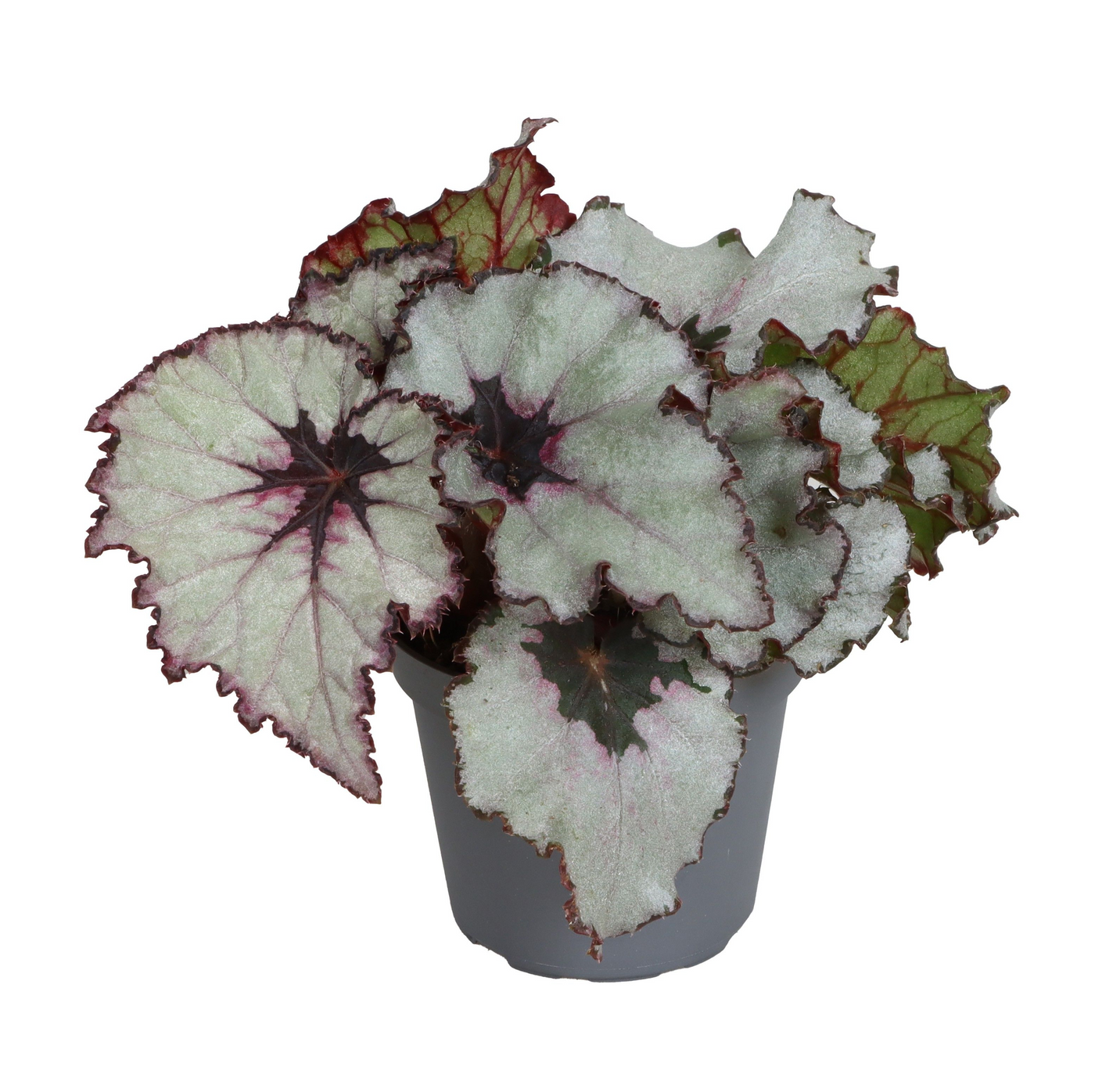 Planta naturala H15cm Begonia rex 'Spirit Of Kwale' PS6/ in pamant