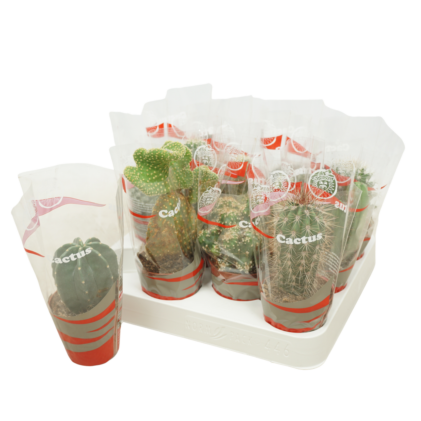 Planta naturala H15cm Cactus mix PS7/ in pamant
