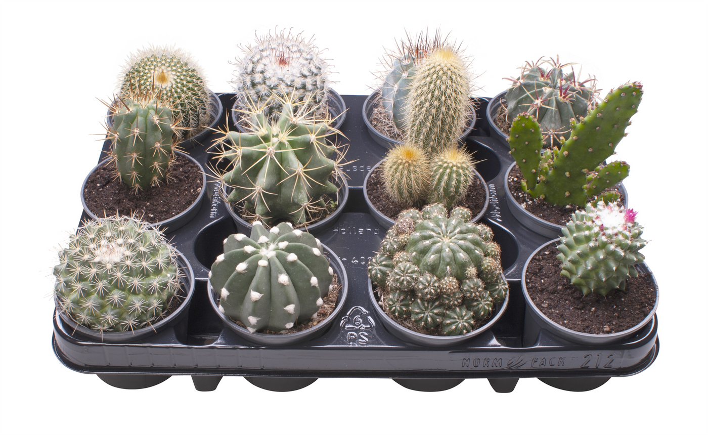 Planta naturala H15cm Cactus Mix PS9/ in pamant