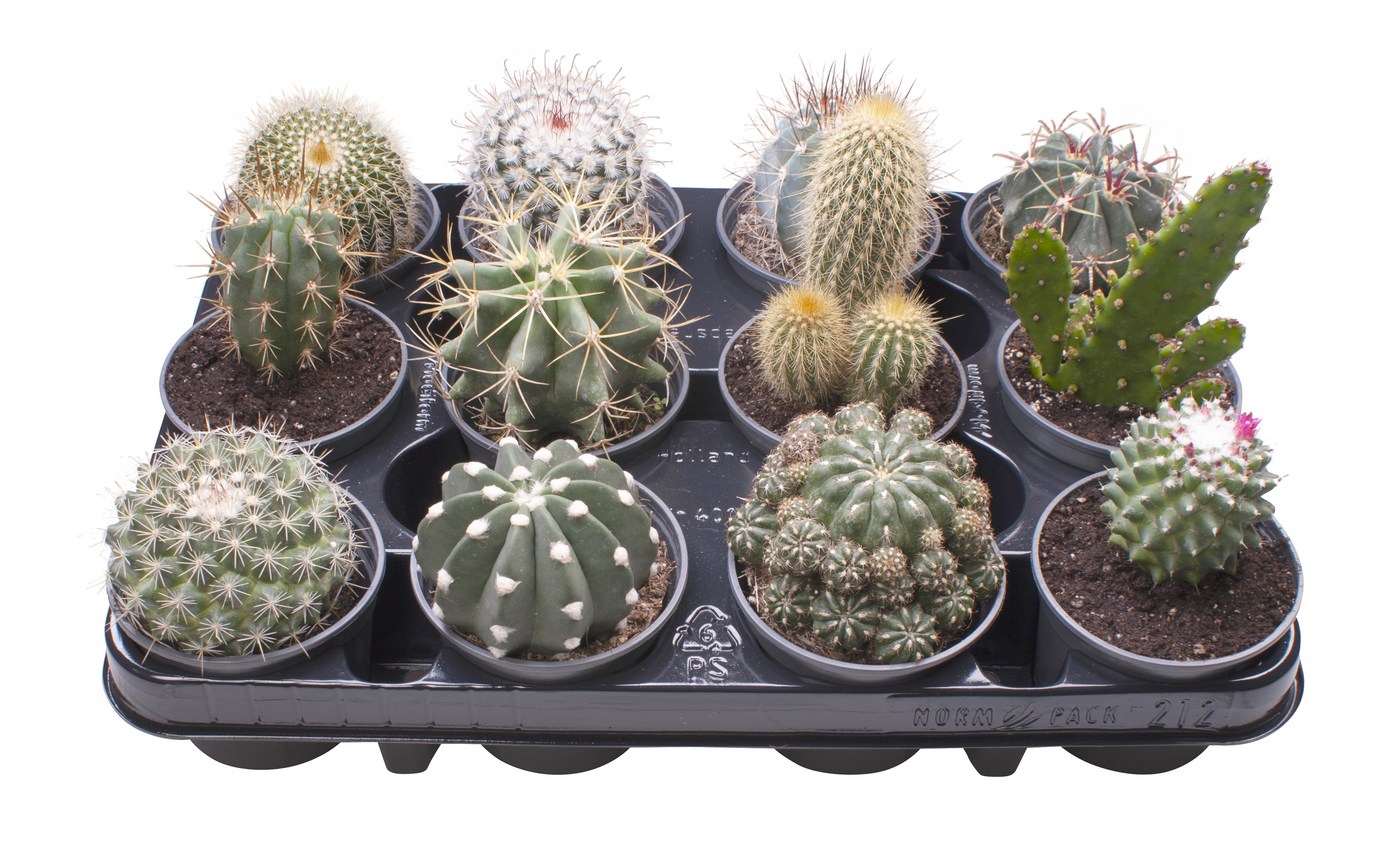 Planta naturala H15cm Cactus mix PS9/ in pamant