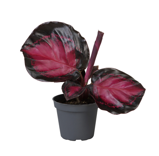 Planta naturala H15cm Calathea Crimson PS6/ in pamant