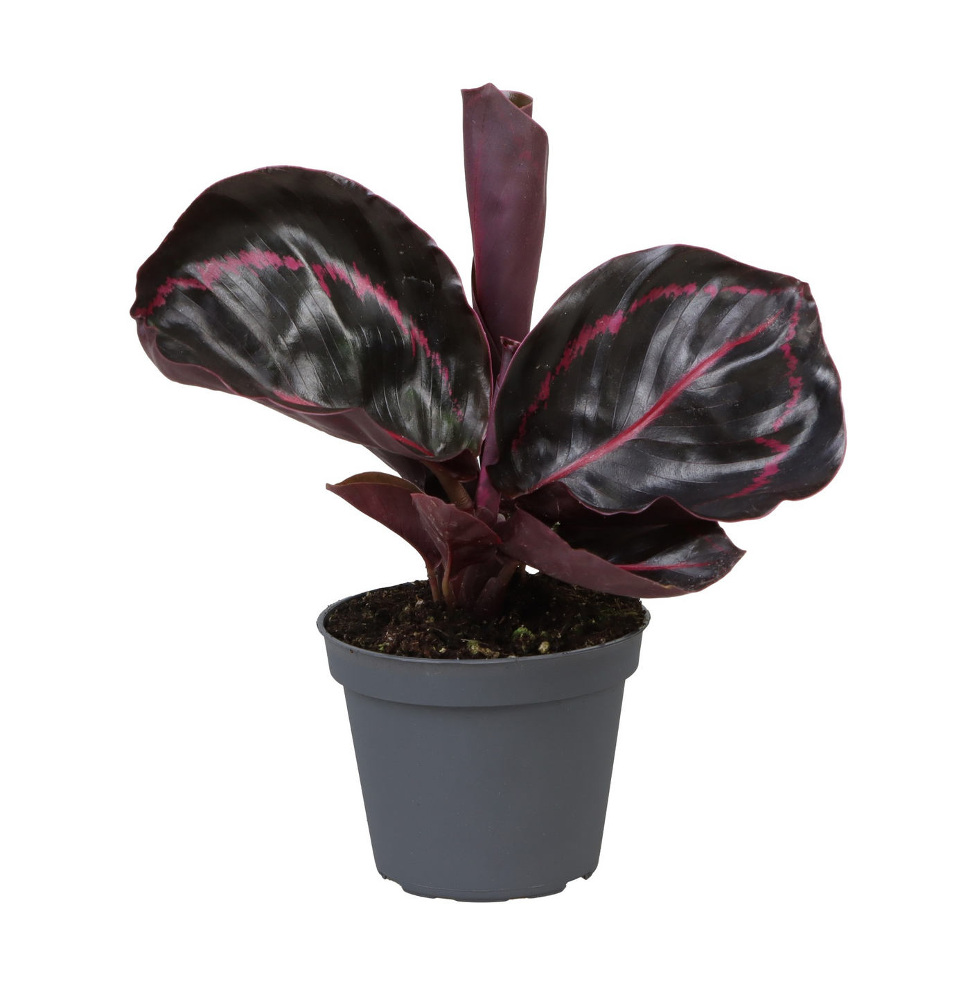 Planta naturala H15cm Calathea Dottie PS6/ in pamant