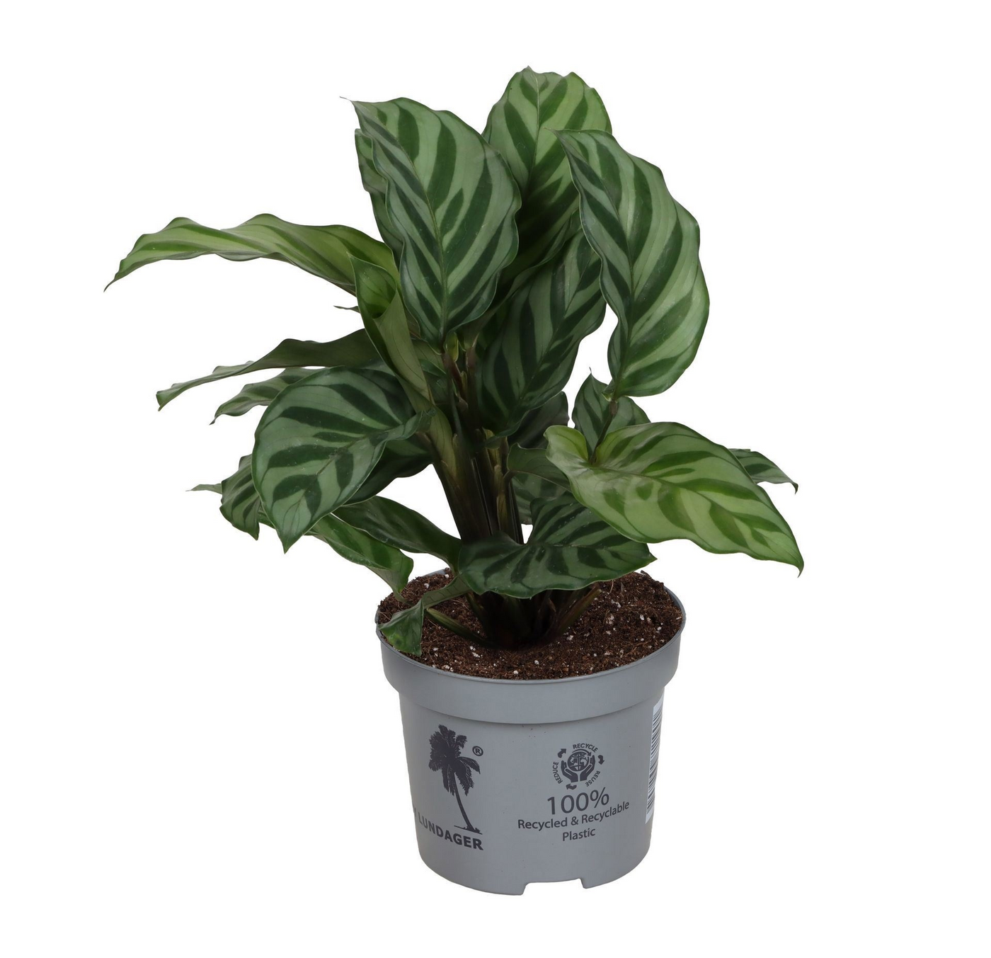 Planta naturala H15cm Calathea 'Freddie' PS9/ in pamant