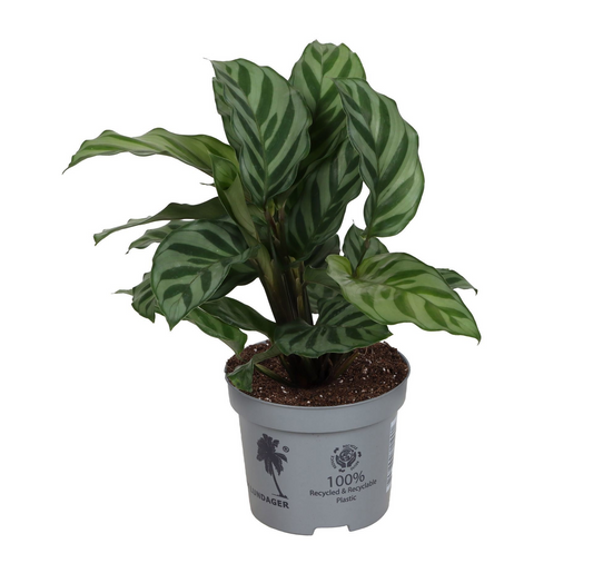 Planta naturala H15cm Calathea 'Freddie' PS9/ in pamant
