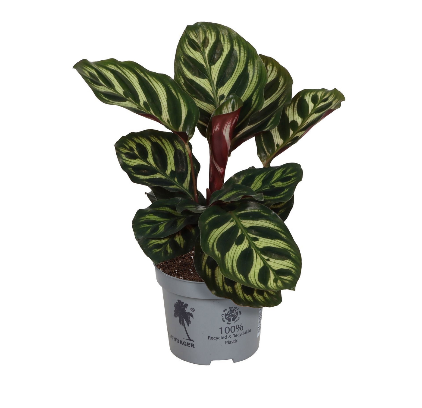Planta naturala H15cm Calathea Makoyana PS9/ in pamant