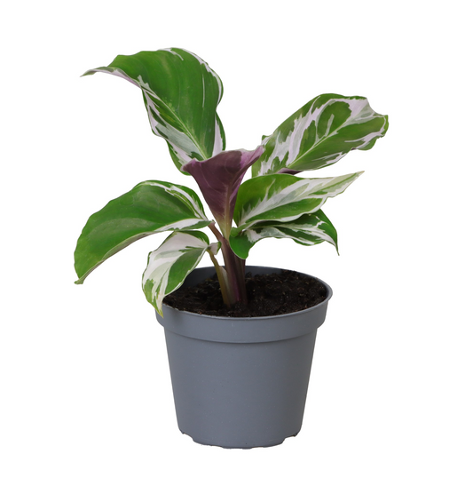 Planta naturala H15cm Calathea White Miracle PS6/ in pamant