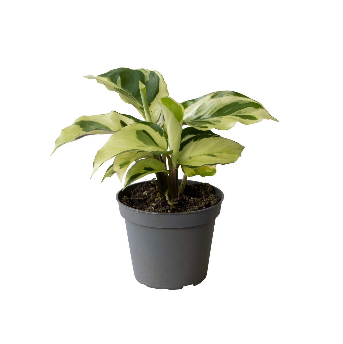 Planta naturala H15cm Calathea Yellow Miracle PS6/ in pamant