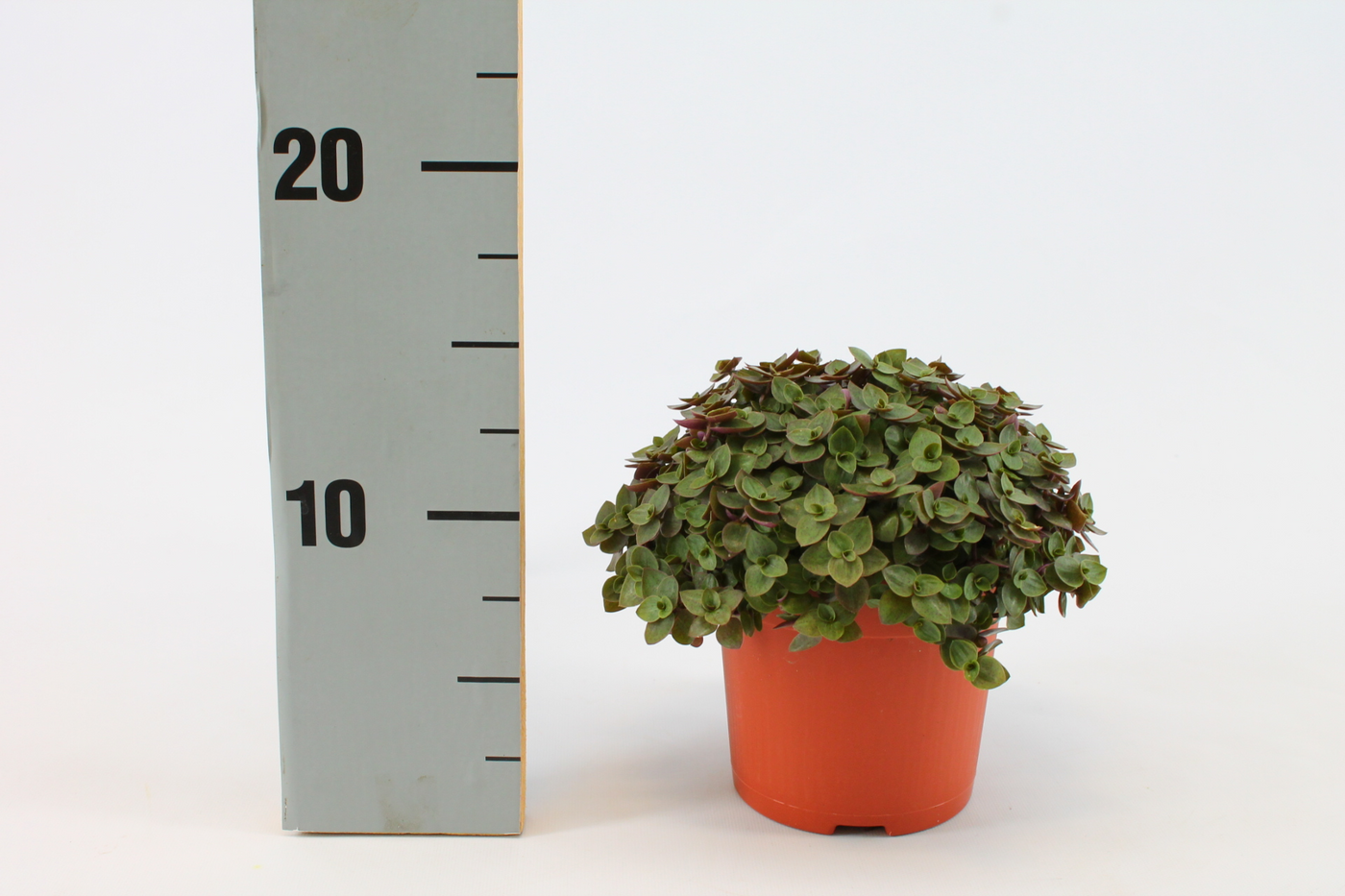 Planta naturala H15cm Callisia 'Turtle' PS10/ in pamant