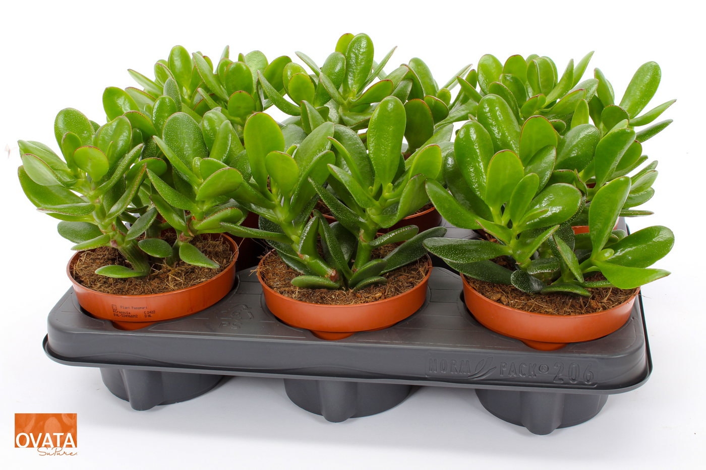 Planta naturala H15cm Crassula 'Magical Tree' PS12/ in pamant