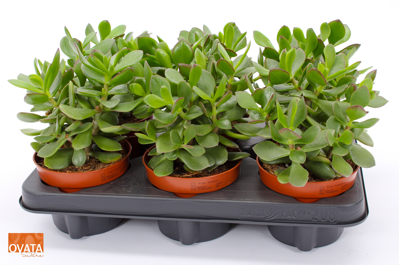 Planta naturala H15cm Crassula 'Minova Magic' PS12/ in pamant