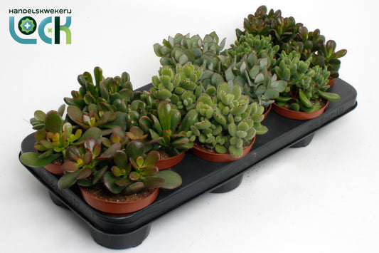 Planta naturala H15cm Crassula mix PS10.5/ in pamant