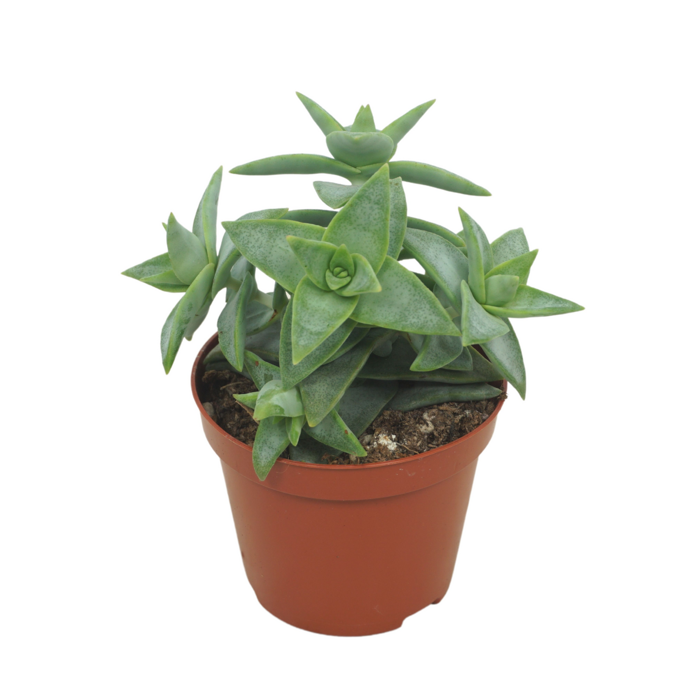 Planta naturala H15cm Crassula perforata PS8/ in pamant