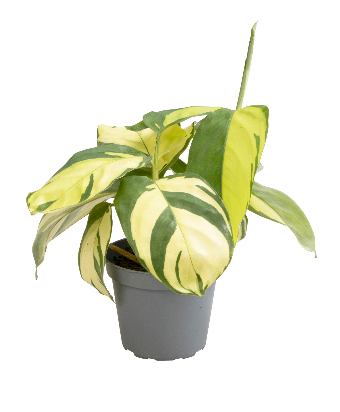 Planta naturala H15cm Ctenanthe pilosa 'Golden Mosaic' PS6/ in pamant