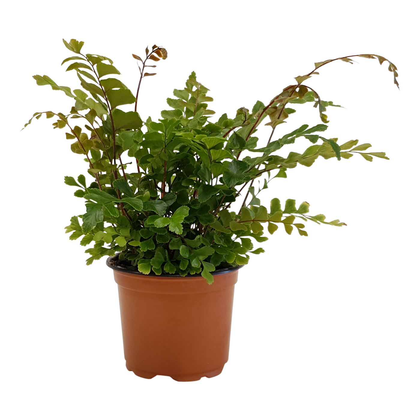 Planta naturala H15cm Didymochlaena truncatula PS9/ in pamant