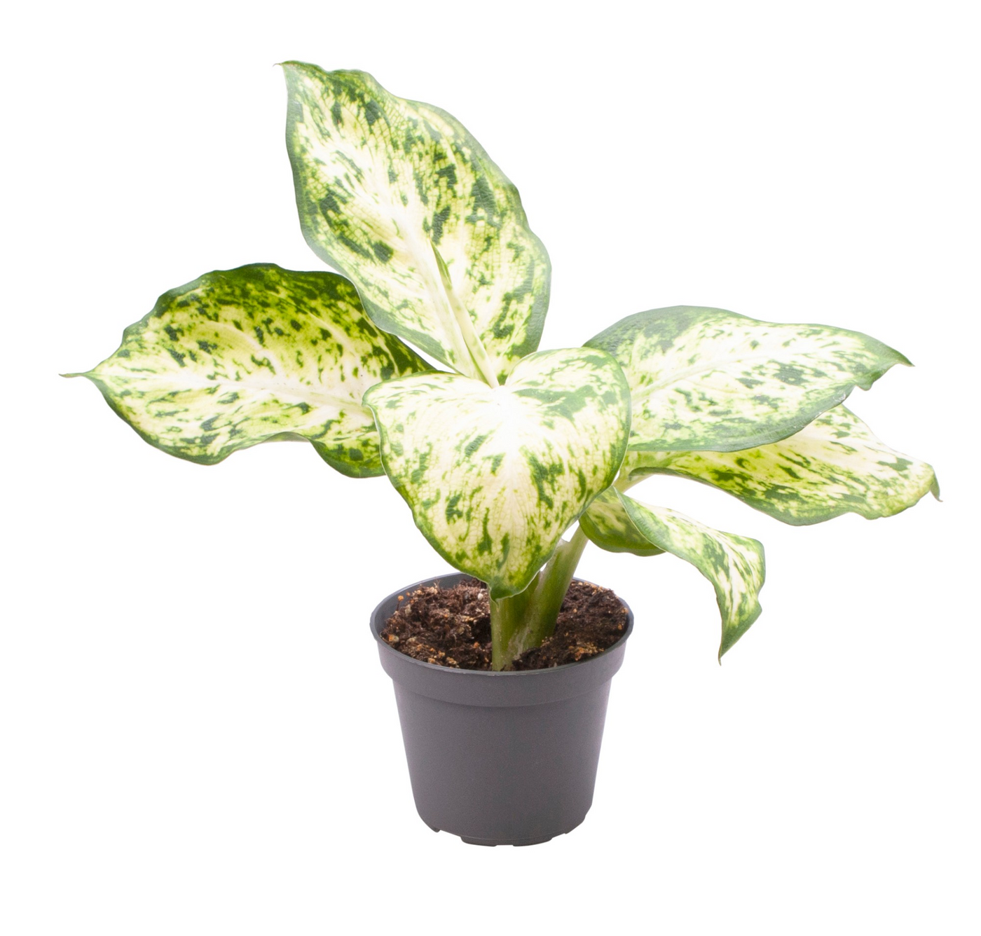 Planta naturala H15cm Dieffenbachia maculata 'Amy' PS6/ in pamant