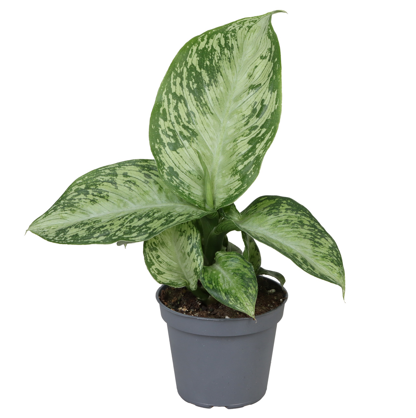 Planta naturala H15cm Dieffenbachia seguine 'Snow' PS6/ in pamant