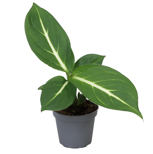 Planta naturala H15cm Dieffenbachia seguine 'Sterling' PS6/ in pamant