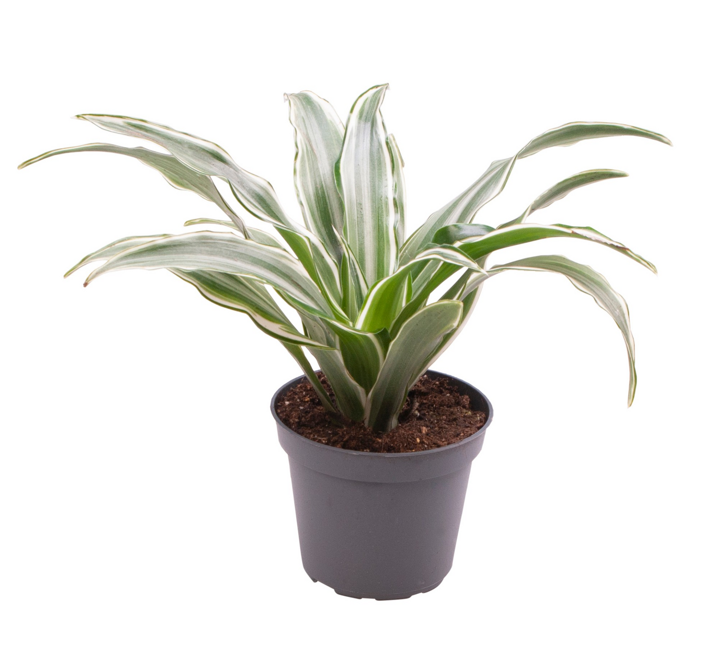 Planta naturala H15cm Dracaena fragrans 'Kanzi' PS6/ in pamant