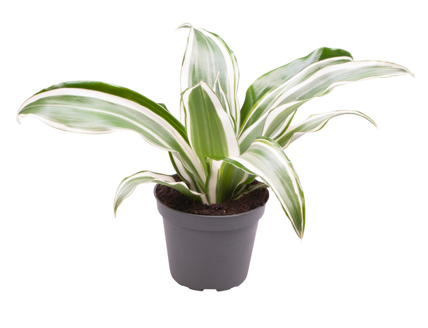 Planta naturala H15cm Dracaena fragrans 'White Jewel' PS6/ in pamant