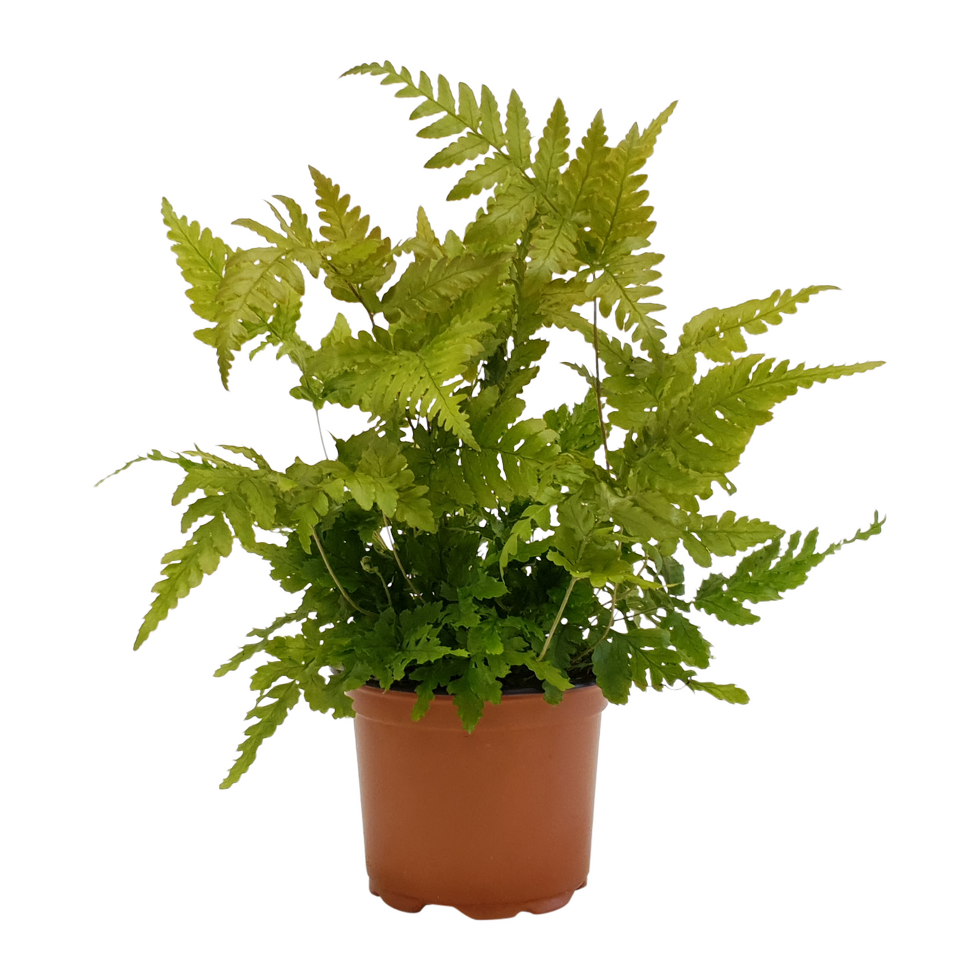 Planta naturala H15cm Dryopteris erythrosora PS9/ in pamant